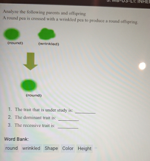 MB-03-L1: INAEF 
Analyze the following parents and offspring 
A round pea is crossed with a wrinkled pea to produce a round offspring. 
_ 
1. The trait that is under study is: 
_ 
2. The dominant trait is: 
_ 
3. The recessive trait is: 
Word Bank: 
round wrinkled Shape Color Height