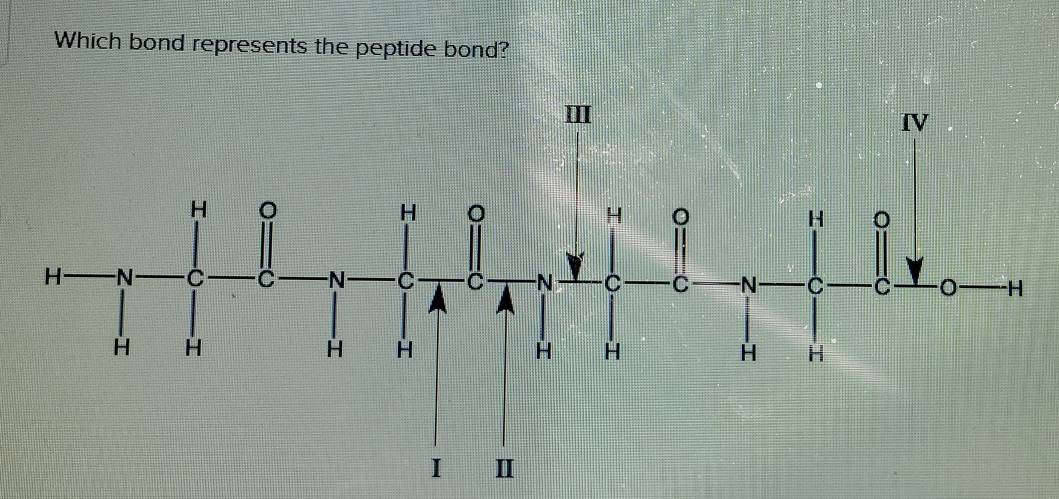 Which bond represents the peptide bond?