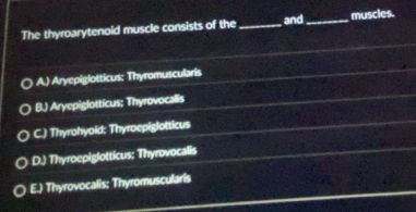 The thyroarytenoid muscle consists of the _and_ muscles.
A.) Aryepiglotticus: Thyromuscularis
B.) Aryepiglotticus; Thyrovocalis
C.) Thyrohyoid; Thyroepiglotticus
D.) Thyroepiglotticus: Thyrovocalis
E.) Thyrovocalis: Thyromuscularis