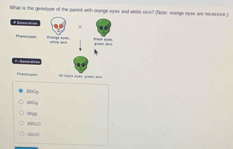 What is the genotype of the parent with orange eyes and white skin? (Note: orange eyes are recessive.)
P Generation ×
Phenotypes Orange eyes. while skin
Black eyes. green skin
F: Gemeration
Phenotypes: All black eyes, green skin
BbGg
bbGg
bbgg
BBGG
bbGG