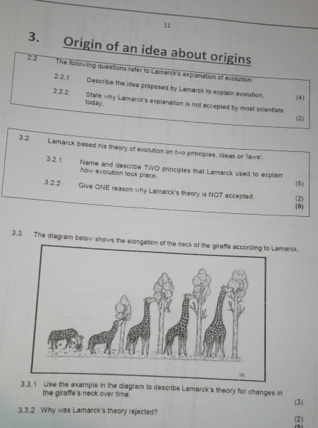 11 
3. Origin of an idea about origins 
2.2 The following questions refer to Lamarck's explanation of evolution. 
2,2,1 
Describe the idea proposed by Lamarck to explain evolution. (4) 
2.2.2 State why Lamarck's explanation is not accepted by most scientists 
today. 
(2) 
3.2 Lamarck based his theory of evolution on two principles, ideas or "laws". 
3.2.1 Name and describe TWO principles that Lamarck used to explain 
how evolution took place. 
(5) 
3.2.2 Give ONE reason why Lamarck's theory is NOT accepted. 
(2) 
(8) 
3.3 The diagram below shows the elongation of the neck of the giraffe according to Lamarck. 
:k. 
3,3.1 Use the example in the diagram to describe Lamarck's theory for changes in 
the giraffe's neck over time. 
(3) 
3.3.2 Why was Lamarck's theory rejected? (2)