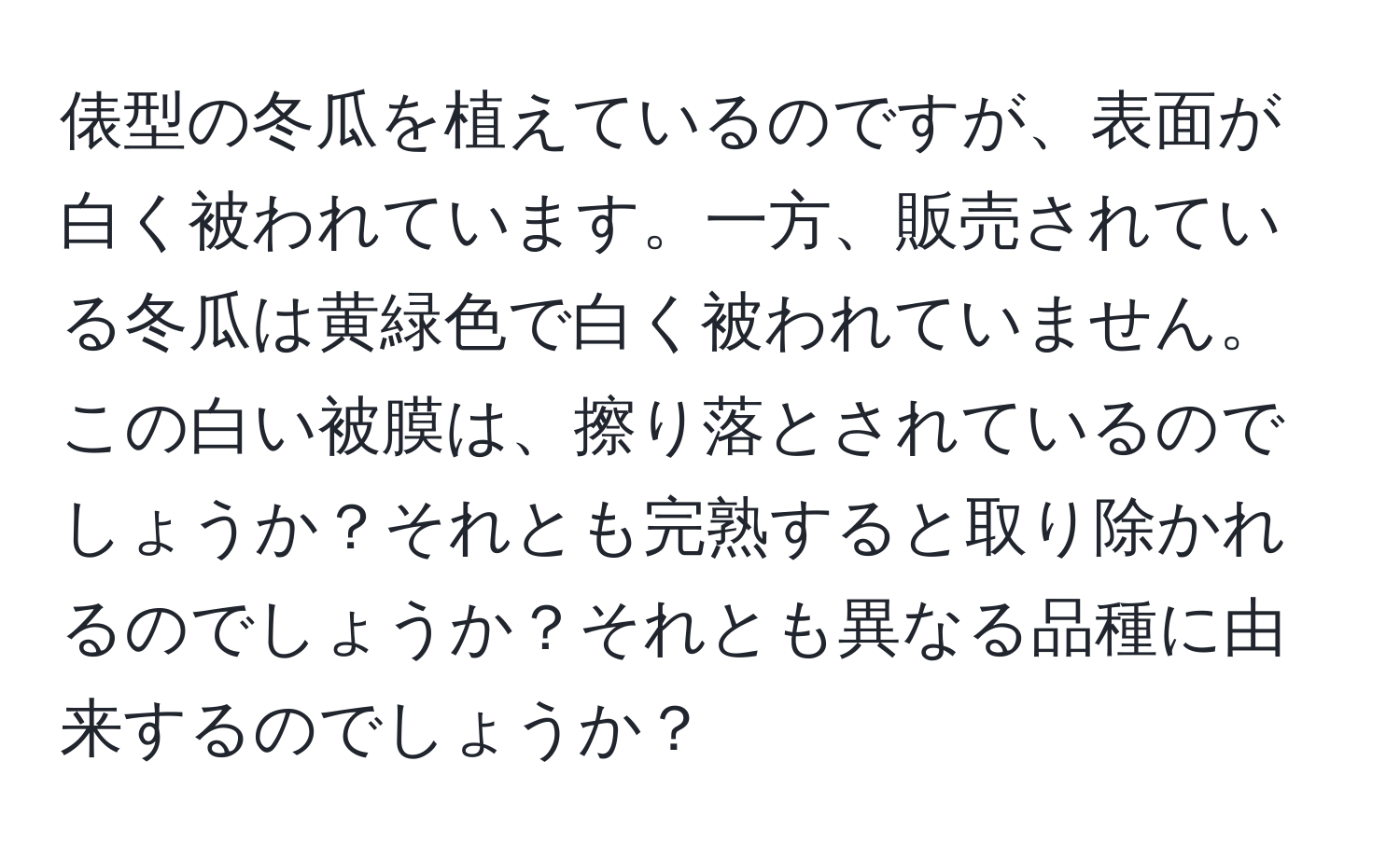 俵型の冬瓜を植えているのですが、表面が白く被われています。一方、販売されている冬瓜は黄緑色で白く被われていません。この白い被膜は、擦り落とされているのでしょうか？それとも完熟すると取り除かれるのでしょうか？それとも異なる品種に由来するのでしょうか？