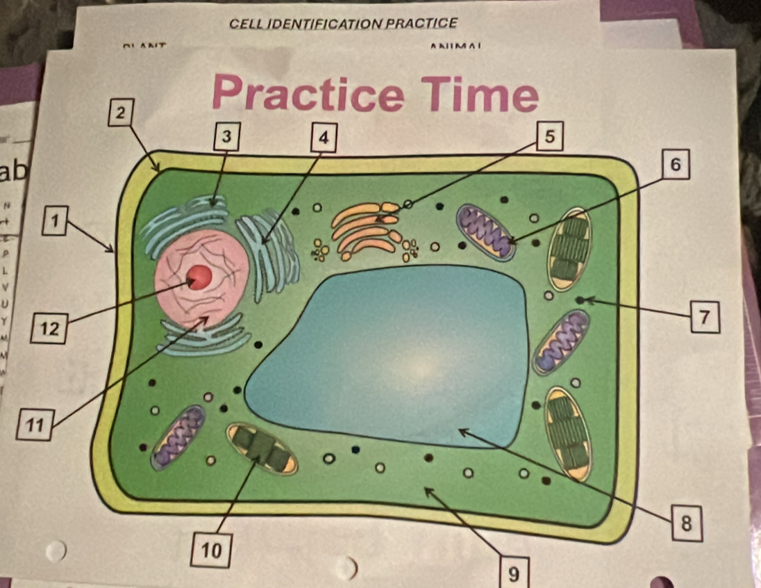 CLL IDENTIFICATION PRACTICE 
ab 
U 
Y 
) 
9