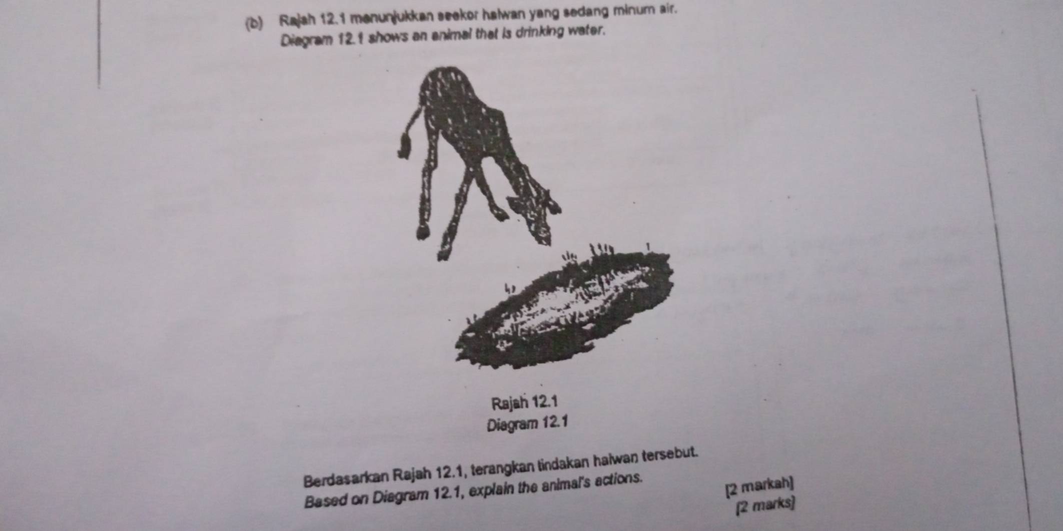 Rajah 12.1 menunjukkan seekor halwan yang sedang minum air. 
Diagram 12.1 shows an enimal that is drinking water. 
Berdasarkan Rajah 12.1, terangkan tindakan haiwan tersebut. 
Based on Diagram 12.1, explain the animal's actions. 
[2 markah] 
[2 marks]