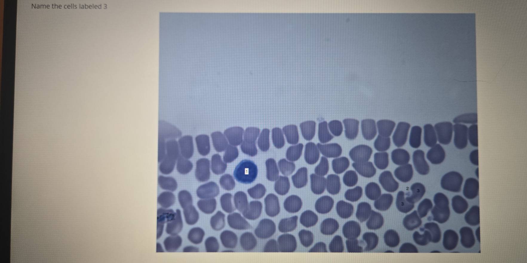 Name the cells labeled 3