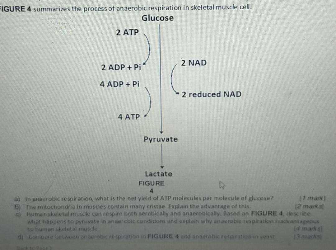 FIGURE 4 summarizes the process of anaerobic respiration in skeletal muscle cell.
a) In anaerobic respiration, what is the net yield of ATP molecules per molecule of glucose? [1 mark]
b) The mitochondria in muscles contain many cristae. Explain the advantage of this. [2 marks]
c) Human skeletal muscle can respire both aerobically and anaerobically. Based on FIGURE 4, describe
what happens to pyruvate in anaerobic conditions and explain why anaerobic respiration isadvantageous
to human skeletal muscle [4marks]
d) Compare between anaerobic respiration in FIGURE 4 and anaerobic respiration in yeast [3: marks]