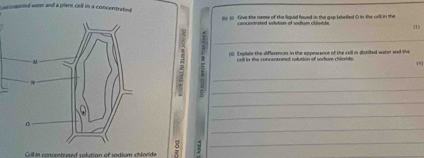 al v entaed water and a plant cell in a concentrated . 
(b) (i) Give the name of the liquid found in the gap labelled O in the cell in the 
concentrated solution of sodium chloride. (1) 
cell in the concentrated solution of sodium chloride. (4) 
___(ii) Explain the differences in the appearance of the cell in distilled water and the 
_ 
_ 
_ 
_ 
Cell in concentrated solution of sodium chloride