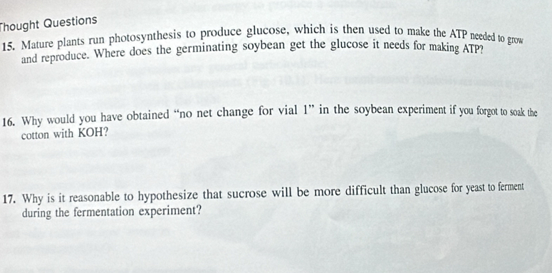 Thought Questions 
15. Mature plants run photosynthesis to produce glucose, which is then used to make the ATP needed to grow 
and reproduce. Where does the germinating soybean get the glucose it needs for making ATP? 
16. Why would you have obtained “no net change for vial 1” in the soybean experiment if you forgot to soak the 
cotton with KOH? 
17. Why is it reasonable to hypothesize that sucrose will be more difficult than glucose for yeast to ferment 
during the fermentation experiment?