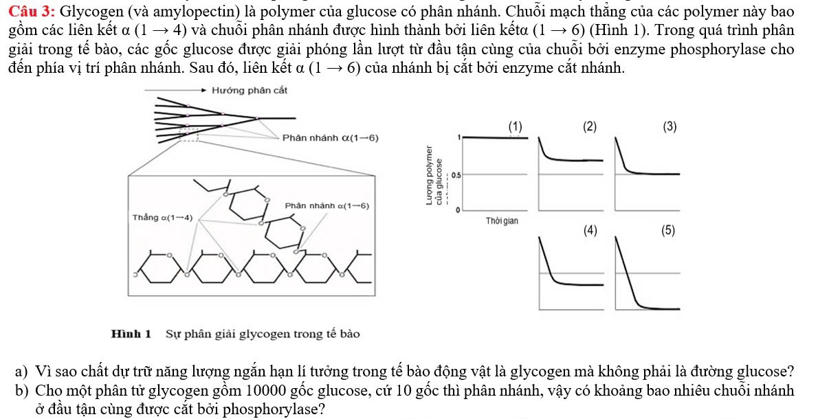 Glycogen (và amylopectin) là polymer của glucose có phân nhánh. Chuỗi mạch thắng của các polymer này bao
gồm các liên kết α (1to 4) ) và chuỗi phân nhánh được hình thành bởi liên kếta (1to 6) (Hình 1). Trong quá trình phân
giải trong tế bào, các gốc glucose được giải phóng lần lượt từ đầu tận cùng của chuỗi bởi enzyme phosphorylase cho
đến phía vị trí phân nhánh. Sau đó, liên kết alpha (1to 6) của nhánh bị cắt bởi enzyme cắt nhánh.
(1)
1 (2) (3)
E ; 0.5
0
Thời gian (4) (5)
Hình 1 Sự phân giải glycogen trong tế bào
a) Vì sao chất dự trữ năng lượng ngắn hạn lí tưởng trong tế bào động vật là glycogen mà không phải là đường glucose?
b) Cho một phân tử glycogen gồm 10000 gốc glucose, cứ 10 gốc thì phân nhánh, vậy có khoảng bao nhiêu chuỗi nhánh
ở đầu tận cùng được cắt bởi phosphorylase?