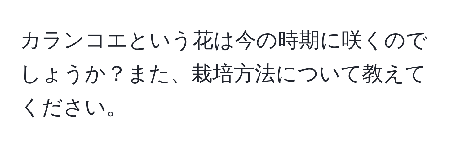 カランコエという花は今の時期に咲くのでしょうか？また、栽培方法について教えてください。