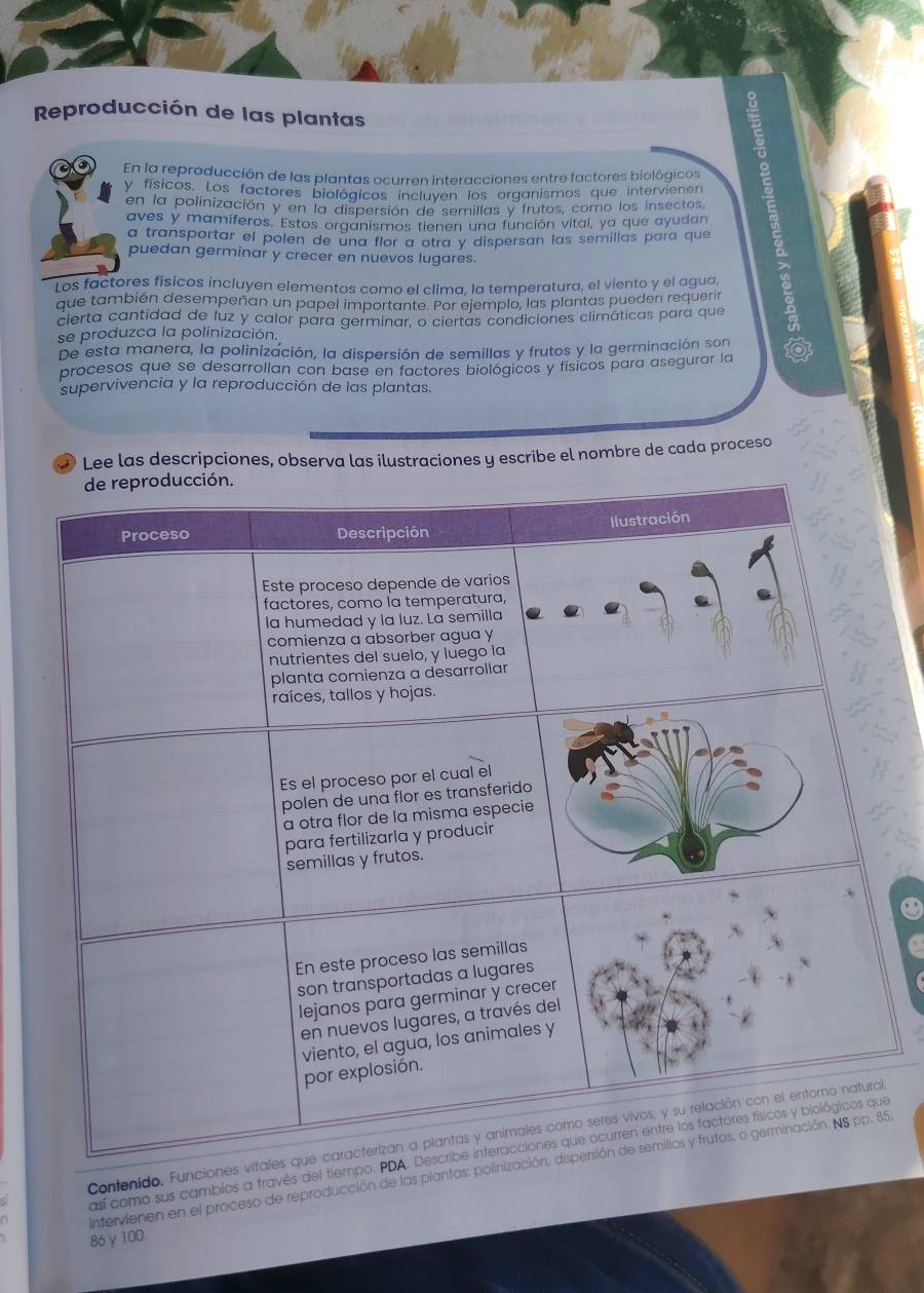 Reproducción de las plantas 
En la reproducción de las plantas ocurren interacciones entre factores biológicos 
y físicos. Los factores biológicos incluyen los organismos que intervienen 
en la polinización y en la dispersión de semillas y frutos, como los insectos 
aves y mamíferos. Estos organismos tienen una función vital, ya que ayudan 
a transportar el polen de una flor a otra y dispersan las semillas para que 
puedan germinar y crecer en nuevos lugares. 
Los factores físicos incluyen elementos como el clima, la temperatura, el viento y el agua, 
que también desempeñan un papel importante. Por ejemplo, las plantas pueden requerir 
cierta cantidad de luz y calor para germinar, o ciertas condiciones climáticas para que 
se produzca la polinización. 
De esta manera, la polinización, la dispersión de semillas y frutos y la germinación son to 
procesos que se desarrollan con base en factores biológicos y físicos para asegurar la 
supervivencia y la reproducción de las plantas. 
0 Lee las descripciones, observa las ilustraciones y escribe el nombre de cada proceso 
Contenido, Funciones , 
así como sus cambios a través del tiempo.e 
Intervienen en el proceso de reproducción de las plantas: poli5,
86 γ 100.