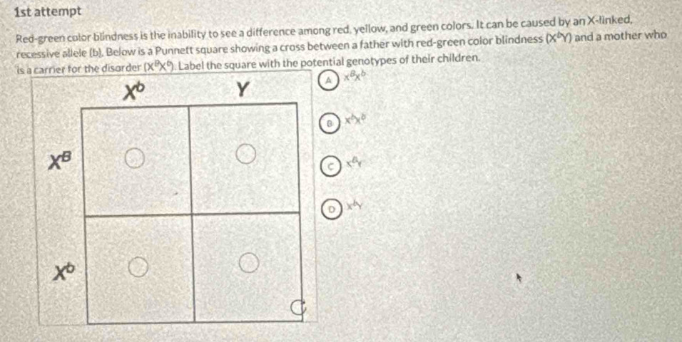 1st attempt
Red-green color blindness is the inability to see a difference among red, yellow, and green colors. It can be caused by an X-linked,
recessive allele (b), Below is a Punnett square showing a cross between a father with red-green color blindness (X°Y) and a mother who
irier for the disorder (x^8x^6) Label the square with the potential genotypes of their children.
A x^8x^b
B x^bx^b
C x^(△)y
D x^by