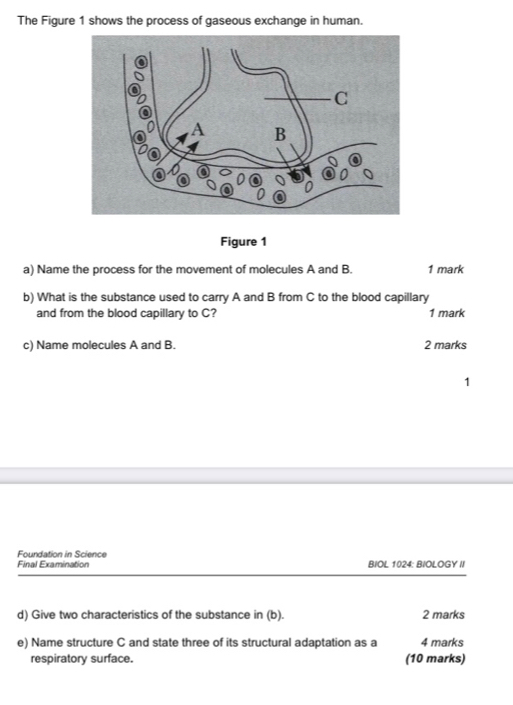 The Figure 1 shows the process of gaseous exchange in human. 
Figure 1 
a) Name the process for the movement of molecules A and B. 1 mark 
b) What is the substance used to carry A and B from C to the blood capillary 
and from the blood capillary to C? 1 mark 
c) Name molecules A and B. 2 marks 
1 
Foundation in Science 
Final Examination BIOL 1024: BIOLOGY II 
d) Give two characteristics of the substance in (b). 2 marks 
e) Name structure C and state three of its structural adaptation as a 4 marks 
respiratory surface. (10 marks)