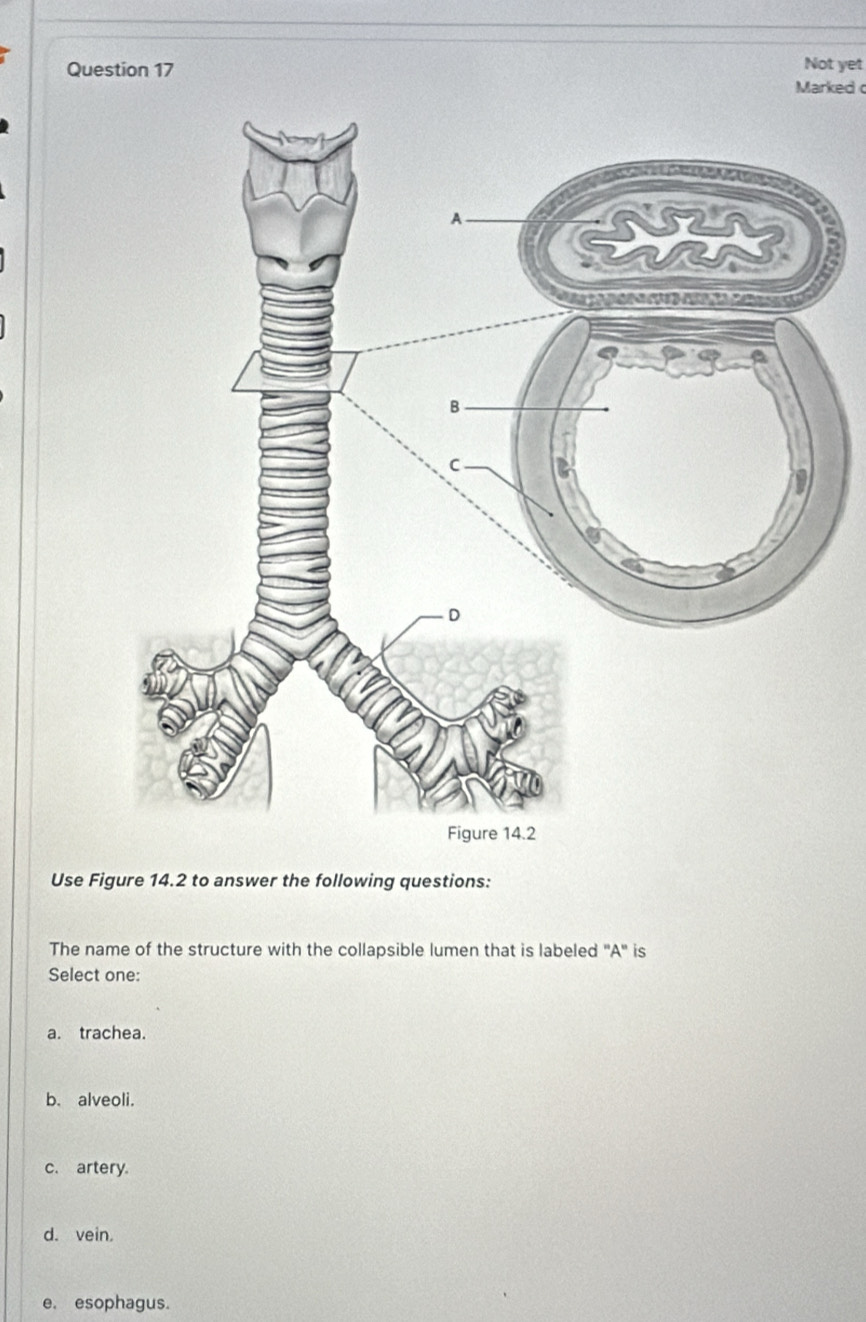 Not yet
Marked 
Use Figure 14.2 to answer the following questions:
The name of the structure with the collapsible lumen that is labeled "A" is
Select one:
a. trachea.
b. alveoli.
c. artery.
d. vein.
e. esophagus.