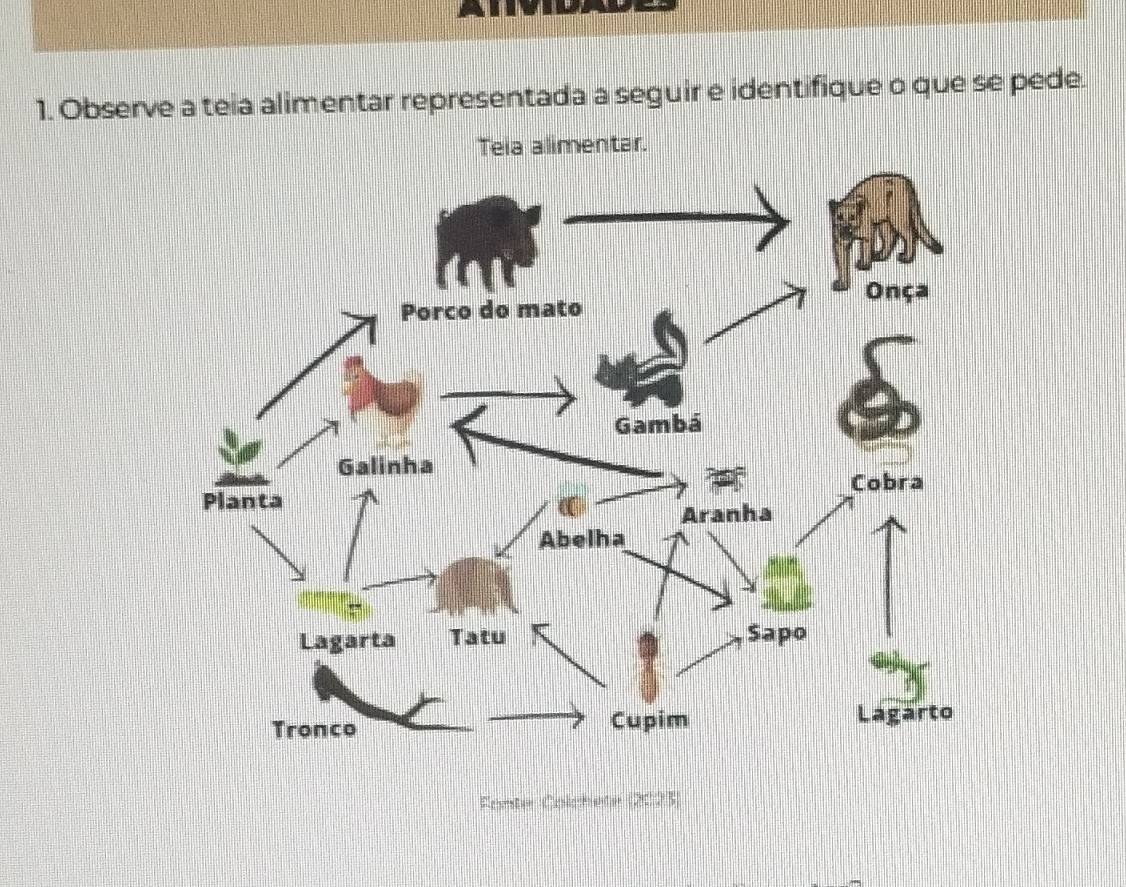 Observe a teia alimentar representada a seguir e identifique o que se pede. 
Teia alimentar. 
Fearter Colccheter (2023)