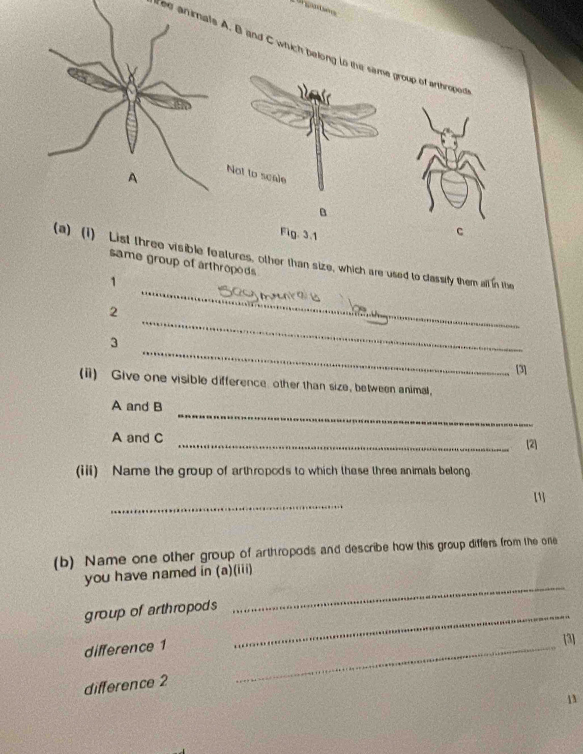 La ga 
ree anirnats A. B and C which be group of arthropod 
Fig. 3.1 
c 
(a) (1) List three visible features, other than size, which are used to classify them all in the 
same group of arthropods . 
_ 
1 
_ 
2 
_ 
3 
[3] 
(i) Give one visible difference other than size, between animal, 
_
A and B
_
A and C
[2] 
(iii) Name the group of arthropods to which these three animals belong 
_ 
[1] 
(b) Name one other group of arthropods and describe how this group differs from the one 
_ 
you have named in (a)(iii) 
group of arthropods_ 
difference 1_ 
[3] 
difference 2
11