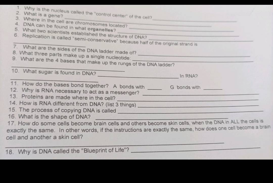 Why is the nucleus called the 'control center' of the cell? 
2. What is a gene? 
3. Where in the cell are chromosomes located?_ 
4. DNA can be found in what organelles?_ 
5. What two scientists established the structure of DNA? 
_6. Replication is called “semi-conservative” because half of the original strand is 
7. What are the sides of the DNA ladder made of? 
8. What three parts make up a single nucleotide:_ 
_ 
9. What are the 4 bases that make up the rungs of the DNA ladder? 
_ 
10. What sugar is found in DNA? _In RNA? 
11. How do the bases bond together? A bonds with G bonds with_ 
12. Why is RNA necessary to act as a messenger?__ 
13. Proteins are made where in the cell?_ 
14. How is RNA different from DNA? (list 3 things)_ 
15. The process of copying DNA is called_ 
16. What is the shape of DNA?_ 
17. How do some cells become brain cells and others become skin cells, when the DNA in ALL the cells is 
exactly the same. In other words, if the instructions are exactly the same, how does one cell become a brain 
cell and another a skin cell? 
_ 
18. Why is DNA called the "Blueprint of Life"? 
_