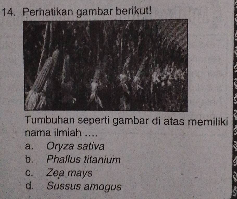 Perhatikan gambar berikut!
Tumbuhan seperti gambar di atas memiliki
nama ilmiah ....
a. Oryza sativa
b. Phallus titanium
c. Zea mays
d. Sussus amogus