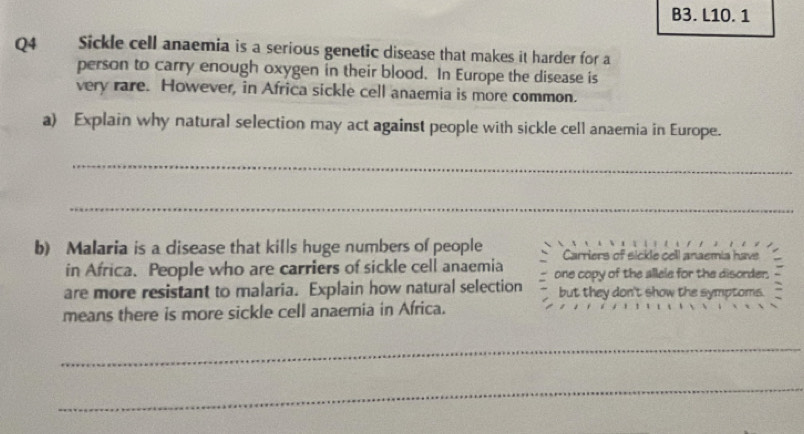 B3. L10. 1 
Q4 Sickle cell anaemia is a serious genetic disease that makes it harder for a 
person to carry enough oxygen in their blood. In Europe the disease is 
very rare. However, in Africa sickle cell anaemia is more common. 
a) Explain why natural selection may act against people with sickle cell anaemia in Europe. 
_ 
_ 
b) Malaria is a disease that kills huge numbers of people Carriers of sickle cell anaemia have 
in Africa. People who are carriers of sickle cell anaemia 
are more resistant to malaria. Explain how natural selection one copy of the allele for the disorder. 
but they don't show the symptoms. 
means there is more sickle cell anaemia in Africa. 
_ 
_