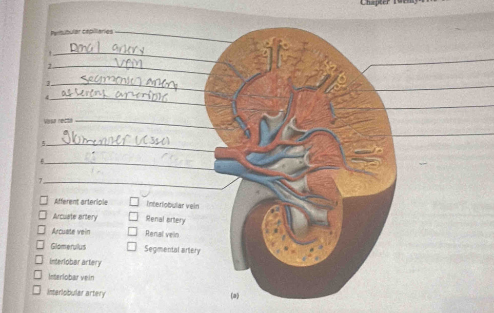 Parítúbular capillaries_
_
_2
3._
_4
Vasa recta_
_5
_
7._
Afferent arteriole Interiobular vein
Arcuate artery Renal artery
Arcuate vein Renal vein
Glomerulus Segmental artery
interlobar artery
Interlobar vein
interlobular artery
(a)