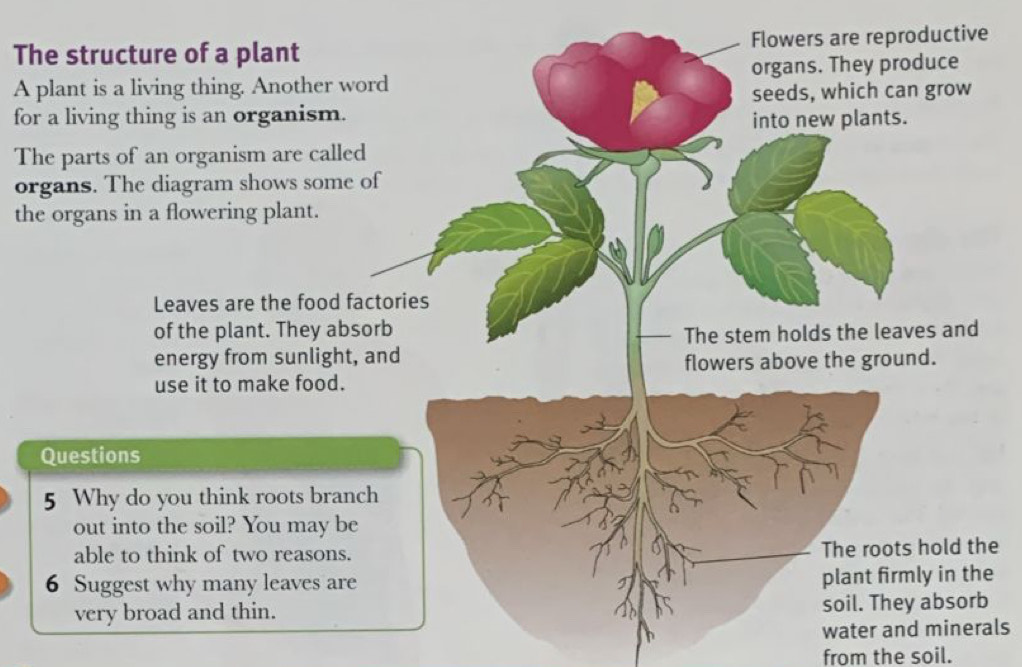 The structure of a plantive 
A plant is a living thing. Another word 
for a living thing is an organism. 
The parts of an organism are called 
or 
the organs in a flowering plant. 
e 
e 
water and minerals 
from the soil.