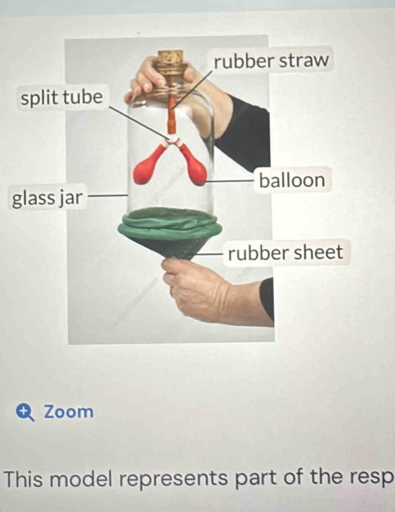 g
Zoom 
This model represents part of the resp