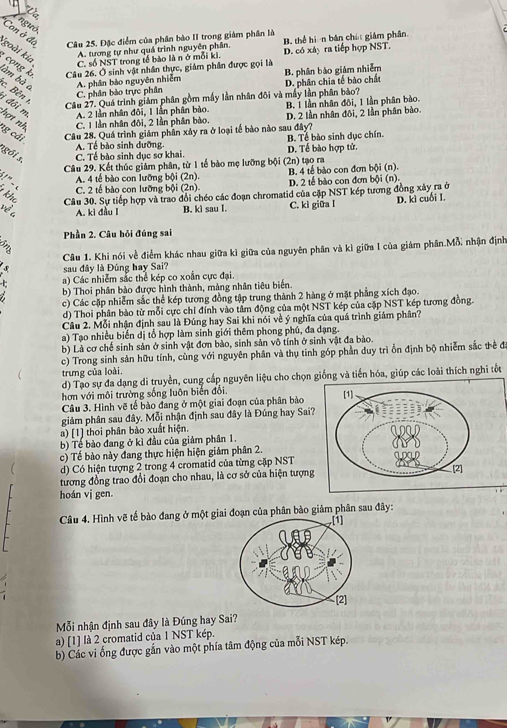 ngưó
Con ở đá Câu 25. Đặc điểm của phân bào II trong giảm phân là
A. tương tự như quá trình nguyên phân. B. thể hiện bản chát giảm phân.
goài kia C. số NST trong tế bào là n ở mỗi kì.
D. có xảy ra tiếp hợp NST.
co ng k Câu 26. Ở sinh vật nhân thực, giảm phân được gọi là
B. phân bào giảm nhiễm
làm bà c A. phân bào nguyên nhiễm
D. phân chia tế bào chất
c. Bên C. phân bào trực phân
Câu 27. Quá trình giảm phân gồm mấy lần nhân đôi và mấy lần phân bảo?
A. 2 lần nhân đôi, 1 lần phân bào. B. 1 lần nhân đôi, 1 lần phân bào.
i đôi m hợt nh C. 1 lần nhân đôi, 2 lần phân bào.
D. 2 lần nhân đôi, 2 lần phân bào.
ag cá i Câu 28. Quá trình giảm phân xảy ra ở loại tế bào nào sau đây?
A. Tế bào sinh dưỡng. B. Tế bào sinh dục chín.
sg ôi s
C. Tế bào sinh dục sơ khai. D. Tế bào hợp tử.
Câu 29. Kết thúc giảm phân, từ 1 tế bào mẹ lưỡng bội (2n) tạo ra
! " -
A. 4 tế bào con lưỡng bội (2n). B. 4 tế bào con đơn bội (n).
C. 2 tế bào con lưỡng bội (2n). D. 2 tế bào con đơn bội (n).
kho Câu 30. Sự tiếp hợp và trao đổi chéo các đoạn chromatid của cặp NST kép tương đồng xảy ra ở
D. kì cuối I.
về a A. kì đầu I B. kì sau I. C. kì giữa I
Phần 2. Câu hỏi đúng sai
Câu 1. Khi nói về điểm khác nhau giữa kì giữa của nguyên phân và kì giữa I của giảm phân.Mỗi nhận định
s sau đây là Đúng hay Sai?
a) Các nhiễm sắc thể kép co xoắn cực đại.
b) Thoi phân bào được hình thành, màng nhân tiêu biến.
c) Các cặp nhiễm sắc thể kép tương đồng tập trung thành 2 hàng ở mặt phẳng xích đạo.
d) Thoi phân bào từ mỗi cực chỉ đính vào tầm động của một NST kép của cặp NST kép tương đồng.
Câu 2. Mỗi nhận định sau là Đúng hay Sai khi nói về ý nghĩa của quá trình giảm phân?
a) Tạo nhiều biến dị tổ hợp làm sinh giới thêm phong phú, đa dạng.
b) Là cơ chế sinh sản ở sinh vật đơn bào, sinh sản vô tính ở sinh vật đa bào.
c) Trong sinh sản hữu tính, cùng với nguyên phân và thụ tinh góp phần duy trì ồn định bộ nhiễm sắc thể đã
trưng của loài.
d) Tạo sự đa dạng di truyền, cung cấp nguyên liệu cho chọn giống và tiến hóa, giúp các loài thích nghi tốt
hơn với môi trường sống luôn biến đổi.
Câu 3. Hình vẽ tế bào đang ở một giai đoạn của phân bào
giảm phân sau đây. Mỗi nhận định sau đây là Đúng hay Sai?
a) [1] thoi phân bào xuất hiện.
b) Tế bào đang ở kì đầu của giảm phân 1.
c) Tế bào này đang thực hiện hiện giảm phân 2.
d) Có hiện tượng 2 trong 4 cromatid của từng cặp NST
tương đồng trao đổi đoạn cho nhau, là cơ sở của hiện tượng
hoán vị gen.
Câu 4. Hình vẽ tế bào đang ở một giai đoạn của phân bào giảm phân sau đây:
Mỗi nhận định sau đây là Đúng hay Sai?
a) [1] là 2 cromatid của 1 NST kép.
b) Các vi ống được gắn vào một phía tâm động của mỗi NST kép.