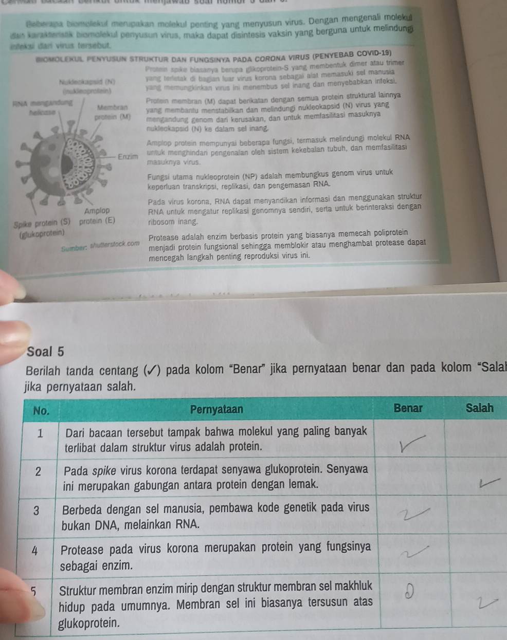 Belberapa biomolekul merupakan molekul penting yang menyusun virus. Dengan mengenali molekul
dan karaktenaak biomolekul penyusun virus, maka dapat disintesis vaksin yang berguna untuk melindung
inteksi dan virus tersebut.
BIOMOLEXUL PENYUSUN STRUKTUR DAN FUNGSINYA PADA CORONA VIRUS (PENYEBAB COViD-19)
Protein spike blasanya berupa glikoprotein-S yang membentuk dimer atau trimer
yang terletak di bagian luar virus korona sebagai alot memasuki sel manusia
yang memungkinkan virus ini menembus sel inang dan menyebabkan infeksi.
Protein membran (M) dapat berikatan dengan semua protein struktural lainnya
yang membantu menstabilkan dan melindungi nukleokapsid (N) virus yang
mengandung genom dari kerusakan, dan untuk memfasilitasi masuknya
nukleokapsid (N) ke dalam sel inang.
Amplop protein mempunyai beberapa fungsi, termasuk melindungi molekul RNA
untuk menghindan pengenalan oleh sistem kekebalan tubuh, dan memfasilitasi
masuknya virus.
Fungsi utama nukleoprotein (NP) adalah membungkus genom virus untuk
keperluan transkripsi, replikasi, dan pengemasan RNA.
Pada virus korona, RNA dapat menyandikan informasi dan menggunakan struktur
RNA untuk mengatur replikasi genomnya sendiri, serta untuk berinteraksi dengan
ribosom inang.
Protease adalah enzim berbasis protein yang biasanya memecah poliprotein
menjadi protein fungsional sehingga memblokir atau menghambat protease dapat
Sumber: Wutterstock.com
mencegah langkah penting reproduksi virus ini.
Soal 5
Berilah tanda centang (✓) pada kolom “Benar” jika pernyataan benar dan pada kolom “Salal