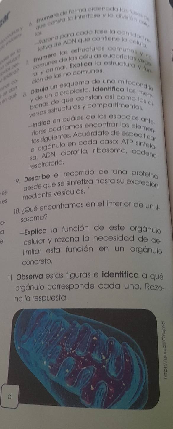 a Eumera de forma ordenada las fases de 
r y que consta la interfase y la división cetu 
Ko. 
-Razena para cada fase la cantidad re 
iativa de ADN que contiene la célula. 
rectar Enumera las estructuras comunes y n 
comunes de las cétulas eucariotas vege 
tal y animal. Explica la estructura y fun 
o c ción de las no comunes. 
en qué 8. Dibuja un esquema de una mitocondría 
y de un cloroplasto. Identifica las mem 
branas de que constan así como las di 
versas estructuras y compartimentos 
Indica en cuáles de los espacios ante 
riores podríamos encontrar los elemen 
tos siguientes. Acuérdate de especificar 
el orgánulo en cada caso: ATP sinteta 
sa, ADN, clorofila, ribosoma, cadena 
respiratoria. 
9. Describe el recorrido de una proteína 
desde que se sintetiza hasta su excreción 
es mediante vesículas. " 
10. ¿Qué encontramos en el interior de un I 
sosoma? 
a Explica la función de este orgánulo 
a celular y razona la necesidad de de- 
limitar esta función en un orgánulo 
concreto. 
11. Observa estas figuras e identifica a qué 
orgánulo corresponde cada una. Razo- 
na la respuesta.