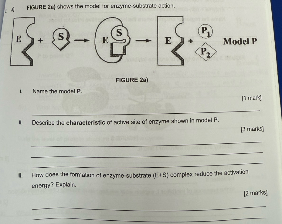 FIGURE 2a) shows the model for enzyme-substrate action.
FIGURE 2a)
i. Name the model P.
[1 mark]
_
ii. Describe the characteristic of active site of enzyme shown in model P.
[3 marks]
_
_
_
iii. How does the formation of enzyme-substrate (E+S) complex reduce the activation
energy? Explain.
[2 marks]
_
_