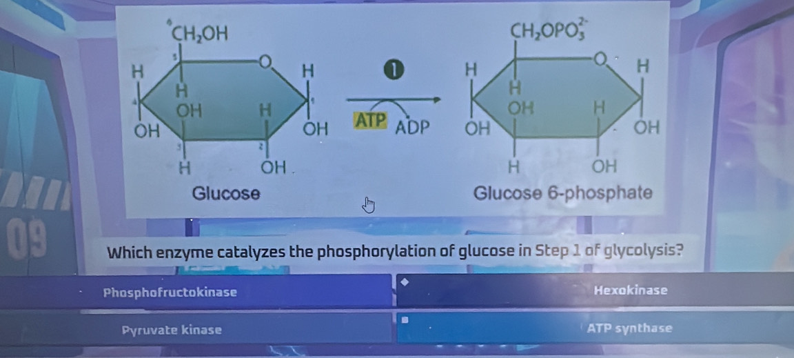 ATP
ADP 
 
09
Which enzyme catalyzes the phosphorylation of glucose in Step 1 of glycolysis?
Phosphofructokinase Hexokinase
Pyruvate kinase ATP synthase