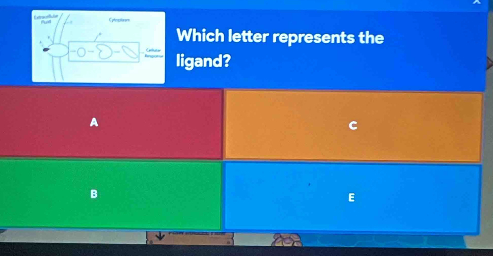 Which letter represents the
ligand?
A
B