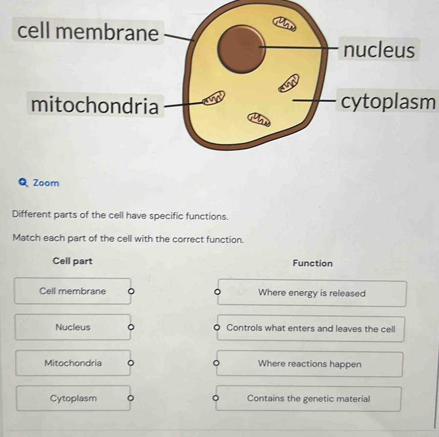 cytoplasm 
Zoom 
Different parts of the cell have specific functions. 
Match each part of the cell with the correct function. 
Cell part Function 
Cell membrane Where energy is released 
Nucleus Controls what enters and leaves the cell 
Mitochondria Where reactions happen 
Cytoplasm Contains the genetic material