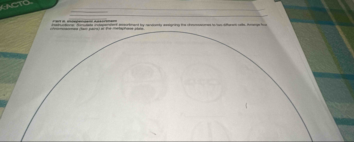 ACTO 
Part II. Ingepengent Assörtment 
Instructions: Simulate independent assortment by randomly assigning the chromosomes to two different cells. Arrange four 
chromosomes (two pairs) at the metaphase plate.
