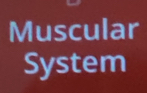 Muscular 
System