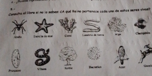 Pueden reprou
5. -
Consulta el libro si no lo sabes: ¿A qué Reino pertenece cada uno de estos seres vivos?
Araña érlla de mar Coral Lombriz de tierra Alga Champiñón
rotula Vibon Roble Bactorias Aror Gacel