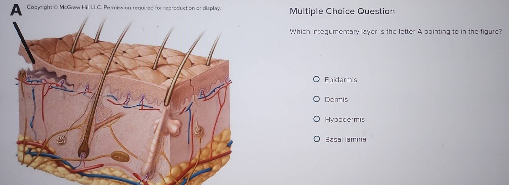 A Copyright @ McGraw Hill LLC. Permission required for reproduction or display.
Multiple Choice Question
Which integumentary layer is the letter A pointing to in the figure?
Epidermis
Dermis
Hypodermis
Basal lamina