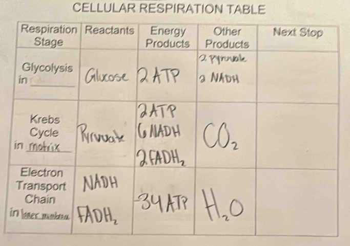 CELLULAR RESPIRATION TABLE 
i