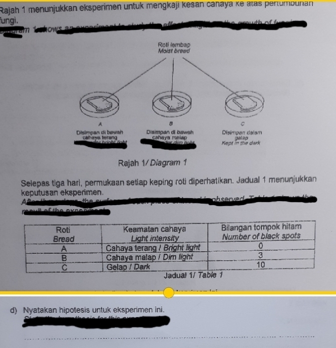 Rajah 1 menunjukkan eksperimen untük mengkáji kesan canaya κe atas pertumbunan 
fungi. 
How 
Selepas tiga hari, permukaan setiap keping roti diperhatikan. Jadual 1 menunjukkan 
keputusan eksperimen. 
A 
observed 
h e a v n o r m
d) Nyatakan hipotesis untuk eksperimen ini.