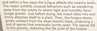 and within a few days the fungus affects the insect's brain. 
The insect exhibits unusual behaviors such as wandering 
away from the colony to where light and humidity favor 
fungal growth. Just before dying, the insect bites into and 
firmly attaches itself to a plant. Then, the fungus slowly 
grows outward from the dead insect's head, producing a 
pod of spores that eventually bursts open. The spores fall 
to the ground, restarting the life cycle of the fungus.