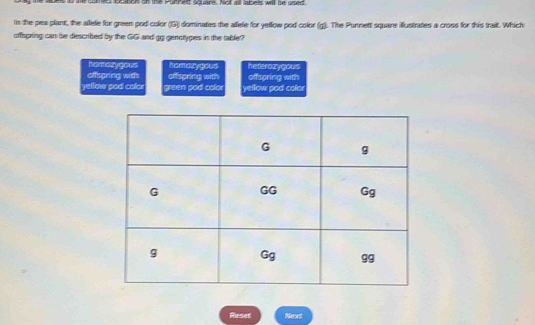 he abels to the correld loeaton on the Purnelt square. Not all labels will be used.
In the pea plant, the allele for green pod color (G) dominates the allele for yellow pod color (g). The Punnett square illustrates a cross for this trait. Which
offspring can be described by the GG and gg genotypes in the table?
hromazygous homazygous heterozygous
offspring with offspring with offspring with
yellow pad color green pad colar yellow pod color
Reset Next