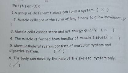 Put (V) or (X): 
1.A group of different tissues can form a system. .( ) 
2. Muscle cells are in the form of long fibers to allow movement, 
) 
3. Muscle cells cannot store and use energy quickly. ( ) 
4. The muscle is formed from bundles of muscle tissues.( ) 
5. Musculoskeletal system consists of muscular system and 
digestive system. ) 
6. The body can move by the help of the skeletal system only. 
( )