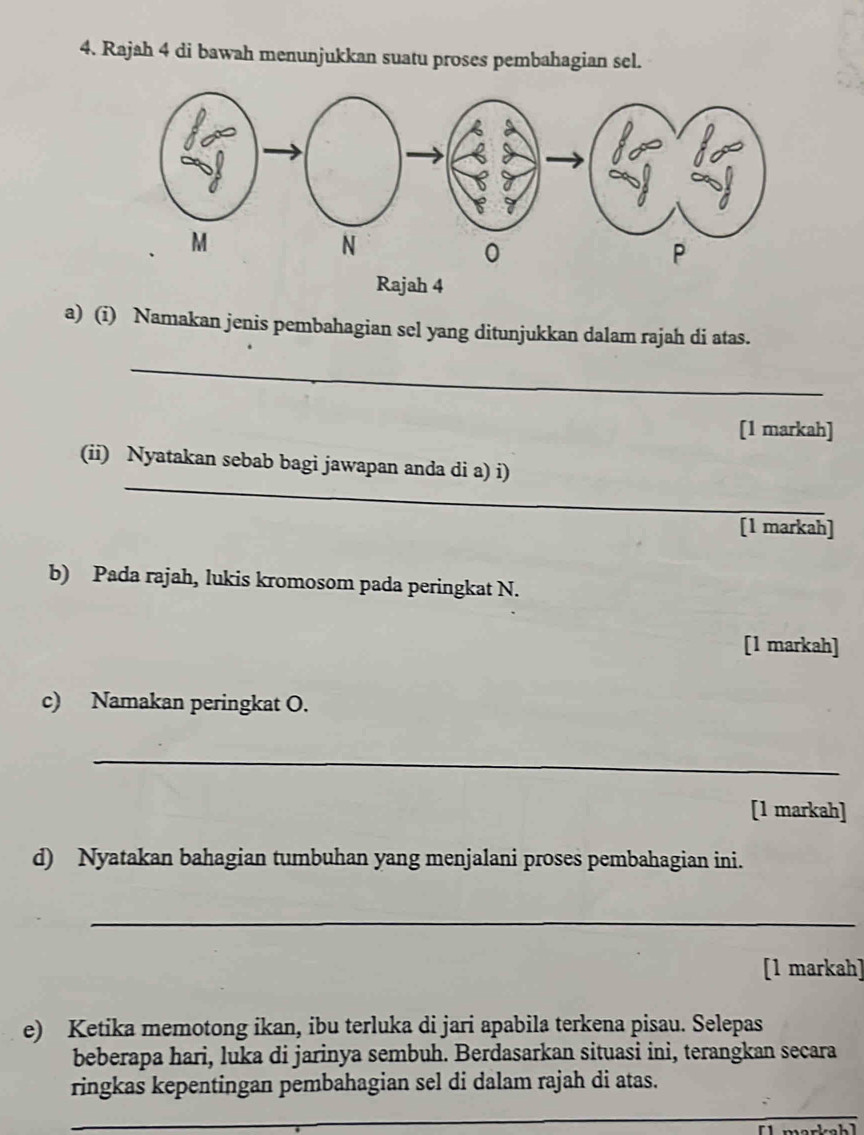 Rajah 4 di bawah menunjukkan suatu proses pembahagian sel. 
Rajah 4 
a) (i) Namakan jenis pembahagian sel yang ditunjukkan dalam rajah di atas. 
_ 
[1 markah] 
_ 
(ii) Nyatakan sebab bagi jawapan anda di a) i) 
[1 markah] 
b) Pada rajah, lukis kromosom pada peringkat N. 
[1 markah] 
c) Namakan peringkat O. 
_ 
[1 markah] 
d) Nyatakan bahagian tumbuhan yang menjalani proses pembahagian ini. 
_ 
[1 markah] 
e) Ketika memotong ikan, ibu terluka di jari apabila terkena pisau. Selepas 
beberapa hari, luka di jarinya sembuh. Berdasarkan situasi ini, terangkan secara 
ringkas kepentingan pembahagian sel di dalam rajah di atas. 
_ 
_