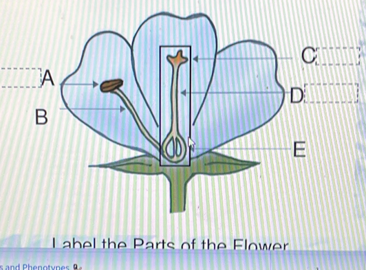 Label the Parts of the Flower