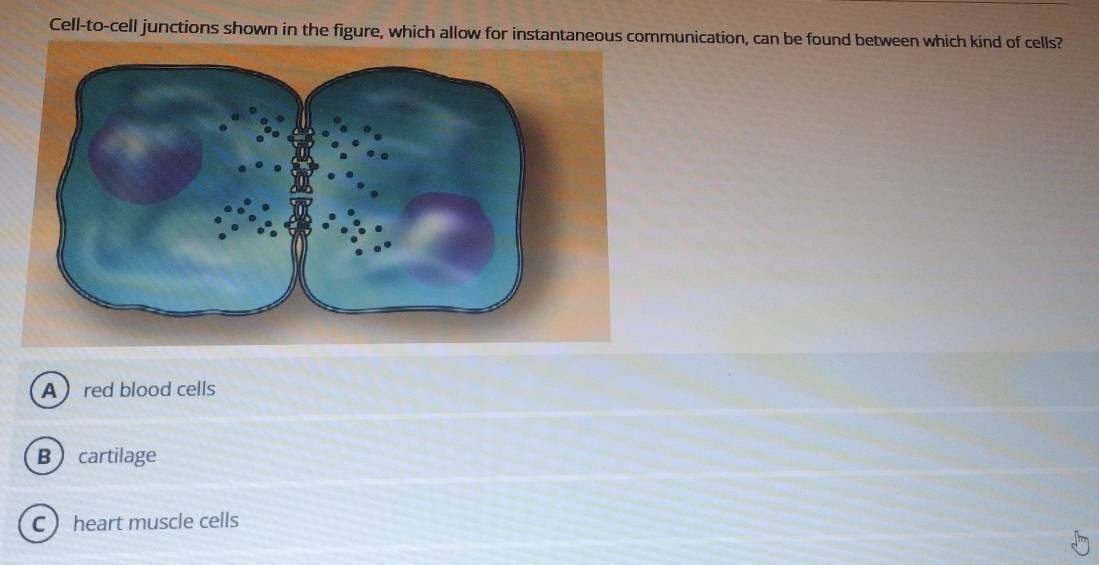 Cell-to-cell junctions shown in the figure, which allow for instantaneous communication, can be found between which kind of cells?
Ared blood cells
Bcartilage
C heart muscle cells