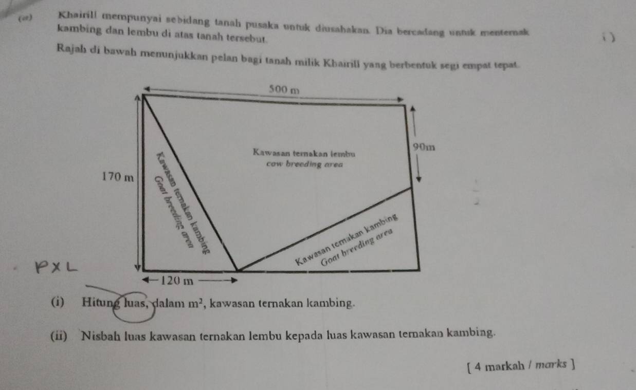 (2) Khairill mempunyai sebidang tanah pusaka untuk diusahakan. Dia bercadang untuk menternak 
kambing dan lembu di atas tanah tersebut. 
i ) 
Rajah di bawah menunjukkan pelan bagi tanah milik Khairili yang berbentuk segi empat tepat. 
(i) Hitung luas, dalam m^2 , kawasan ternakan kambing. 
(ii) Nisbah luas kawasan ternakan lembu kepada luas kawasan ternakan kambing. 
[ 4 markah / morks ]