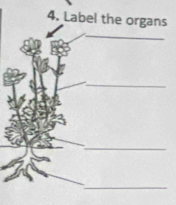 Label the organs 
_ 
_ 
_ 
_ 
_ 
_