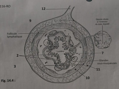 116-RO 
es 
Fig. 14.4 :