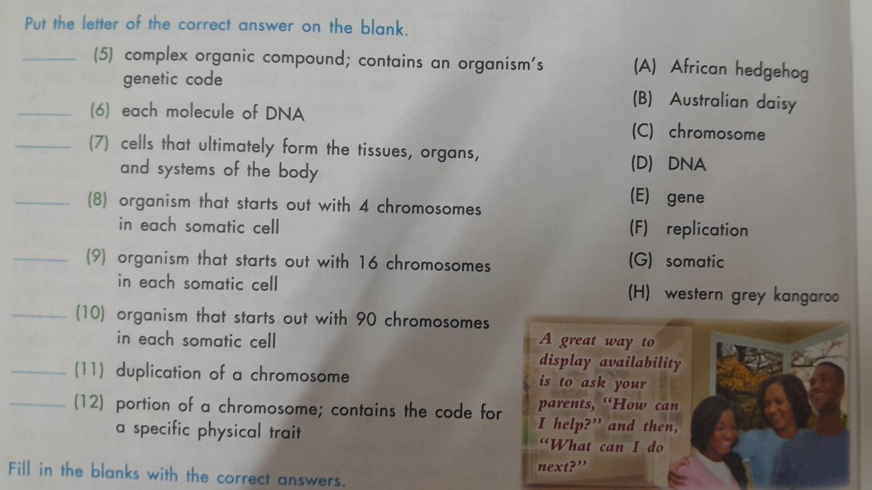 Put the letter of the correct answer on the blank.
_(5) complex organic compound; contains an organism's
(A) African hedgehog
genetic code (B) Australian daisy
_(6) each molecule of DNA
(C) chromosome
_(7) cells that ultimately form the tissues, organs,
and systems of the body
(D) DNA
_(8) organism that starts out with 4 chromosomes
(E) gene
in each somatic cell (F) replication
_(9) organism that starts out with 16 chromosomes (G) somatic
in each somatic cell (H) western grey kangaroo
_(10) organism that starts out with 90 chromosomes
in each somatic cell A great way to
display availability
_(11) duplication of a chromosome is to ask your
_(12) portion of a chromosome; contains the code for parents, “How can
a specific physical trait 
I help?” and then,
“What can I do
next?”
Fill in the blanks with the correct answers.