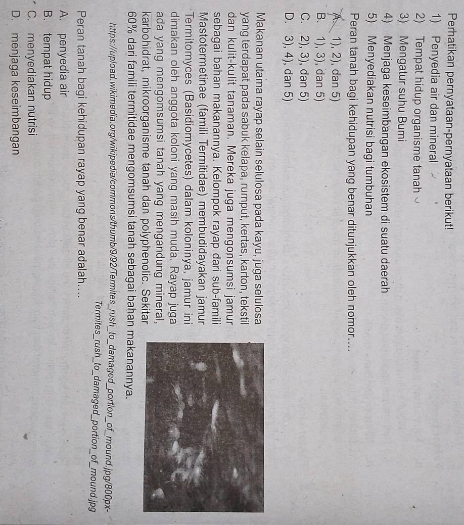 Perhatikan pernyataan-pernyataan berikut!
1) Penyedia air dan mineral
2) Tempat hidup organisme tanah
3) Mengatur suhu Bumi
4) Menjaga keseimbangan ekosistem di suatu daerah
5) Menyediakan nutrisi bagi tumbuhan
Peran tanah bagi kehidupan yang benar ditunjukkan oleh nomor....
A. 1), 2), dan 5)
B. 1), 3), dan 5)
C. 2), 3), dan 5)
D. 3), 4), dan 5)
Makanan utama rayap selain selulosa pada kayu, juga selulosa
yang terdapat pada sabuk kelapa, rumput, kertas, karton, tekstil
dan kulit-kulit tanaman. Mereka juga mengonsumsi jamur
sebagai bahan makanannya. Kelompok rayap dari sub-famili
Mastotermetinae (famili Termitidae) membudidayakan jamur
Termitomyces (Basidiomycetes) dalam koloninya, jamur ini
dimakan oleh anggota koloni yang masih muda. Rayap juga
ada yang mengomsumsi tanah yang mengandung mineral,
karbohidrat, mikroorganisme tanah dan polyphenolic. Sekitar
60% dari famili termitidae mengomsumsi tanah sebagai bahan makanannya.
https://upload.wikimedia.org/wikipedia/commons/thumb/9/92/Termites_rush_to_damaged_portion_of_mound.jpg/800px-
Termites_rush_to_damaged_portion_of_mound.jpg
Peran tanah bagi kehidupan rayap yang benar adalah....
A. penyedia air
B. tempat hidup
C. menyediakan nutrisi
D. menjaga keseimbangan